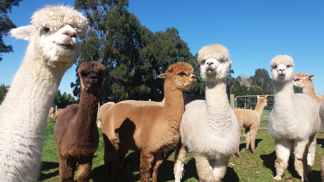 alpaca tourist farm NZ Hamilton