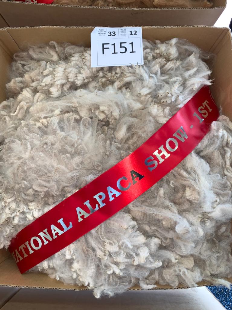 alpaca wool show winner NZ Cornerstone
