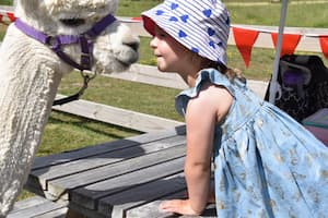 girl on alpaca farm Cornerstone Alpacas Waikato