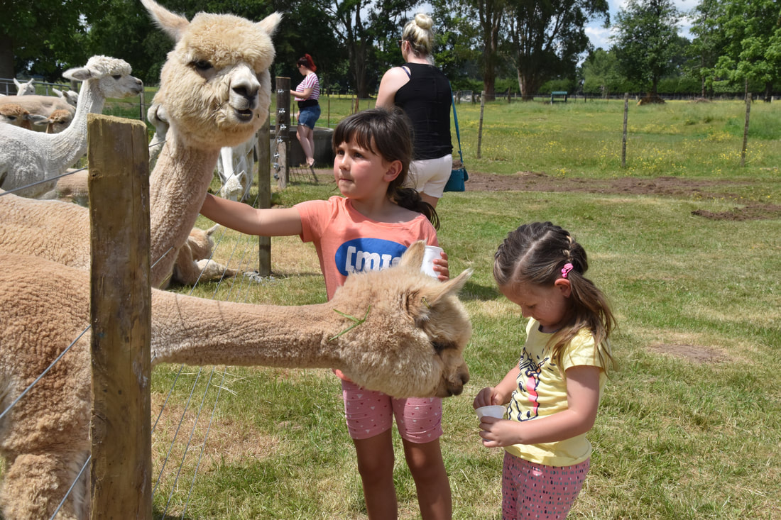 alpaca farm Hamilton tourist attraction Waikato