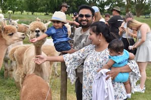 family fun with alpacas at Cornerstone Alpacas Waikato