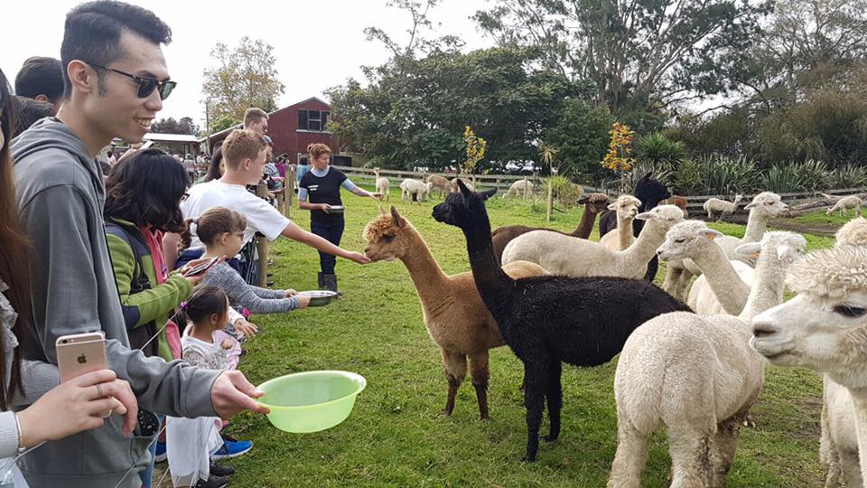 tourism alpaca farm Waikato nz